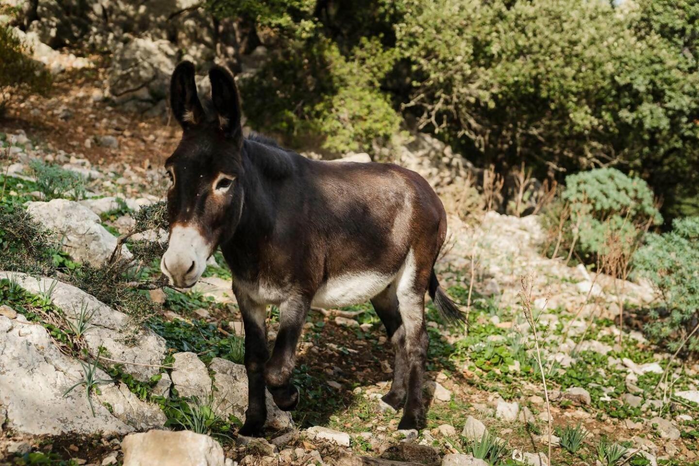 הוילה ולדמוסה Casa Tramuntana חדר תמונה